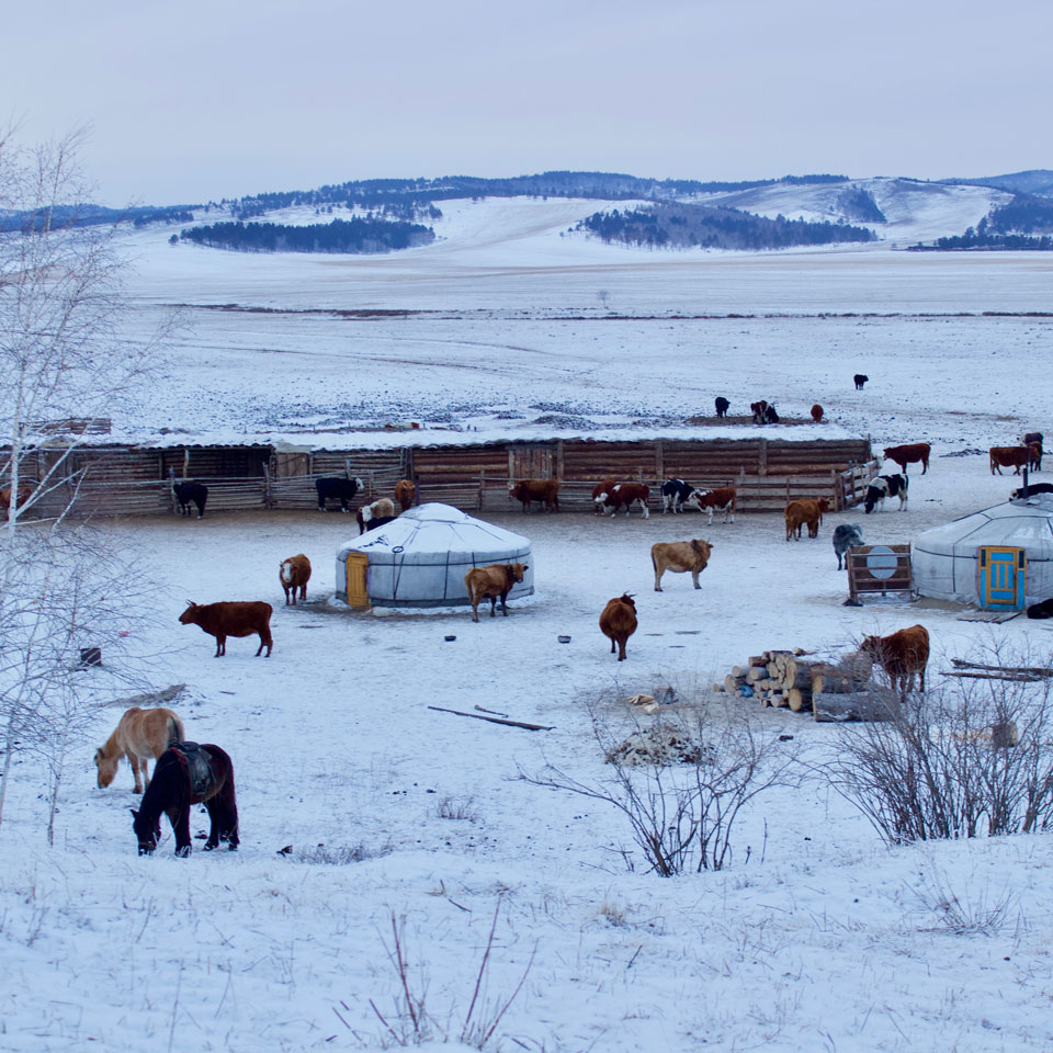 LANGYARNS Noble Nomads Mongolian Yurt in the Snow